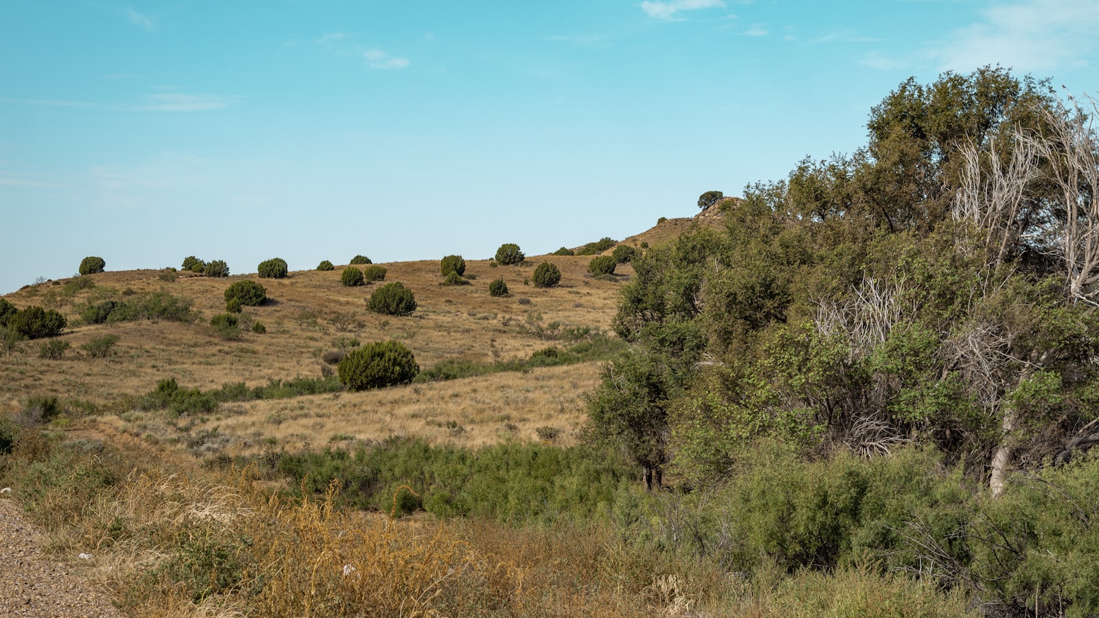 An arid grassland hillside dotted with brush and juniper